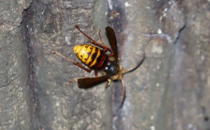 モンスズメバチ_No.９のクヌギの傍_クワガタ達のオアシス_2023年10月10日18時45分 気温19.9度